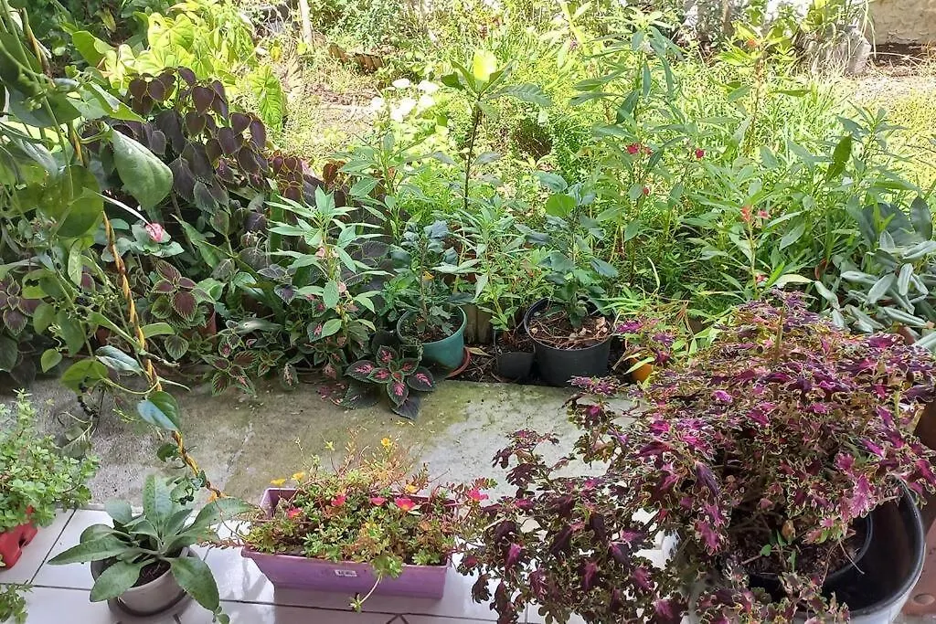 Homestay Villa Klendenden Saint-Francois  Guadeloupe